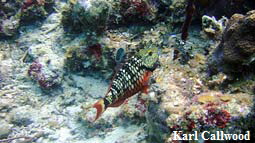 parrotfish2