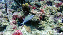 purpletang2