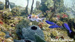 soldierfish1